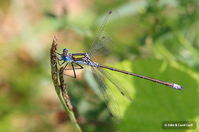 IMG_6848 Lestes sponsa.JPG